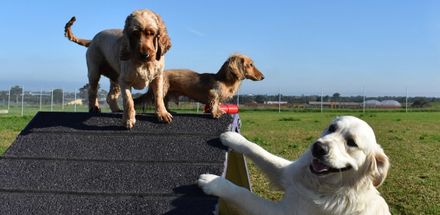 Why does every community needs a dog park?