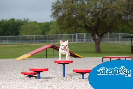 De ce fiecare comunitate are nevoie de un parc pentru câini? De ce fiecare comunitate are nevoie de un parc pentru câini?